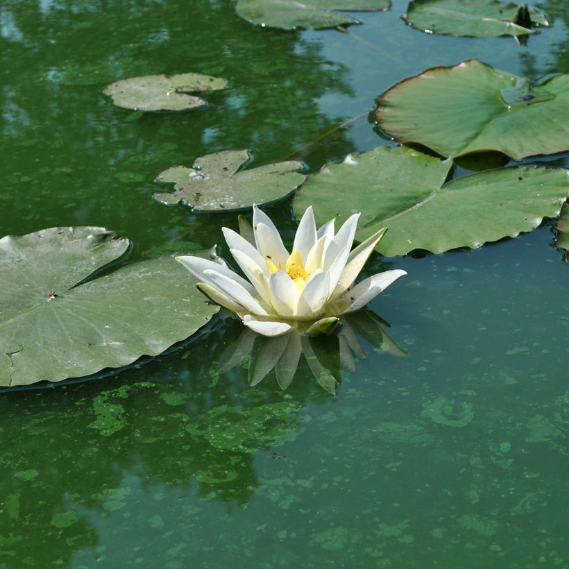 Nenúfar Alba Delicata - Nymphaea (Floración)