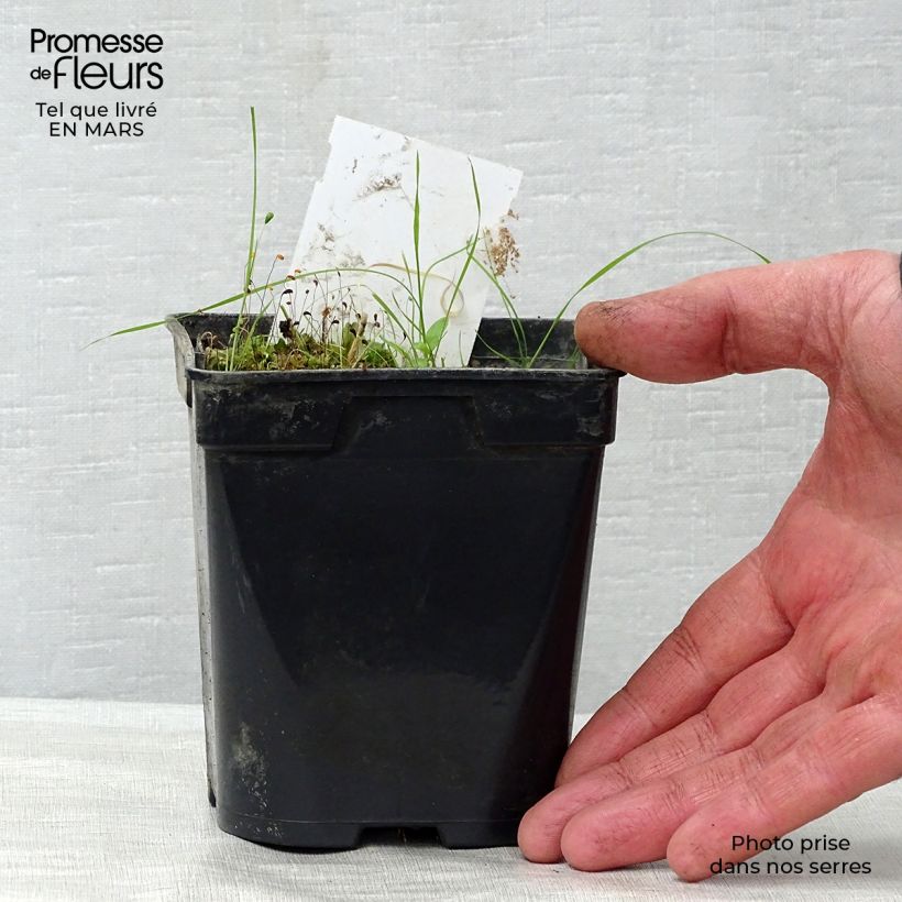 Nenúfar Aurora - Nymphaea Maceta de 8/9 cm Ejemplar entregado en la primavera