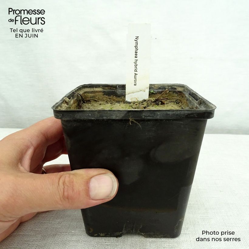 Ejemplar de Nenúfar Aurora - Nymphaea Maceta de 8/9 cm entregado en verano