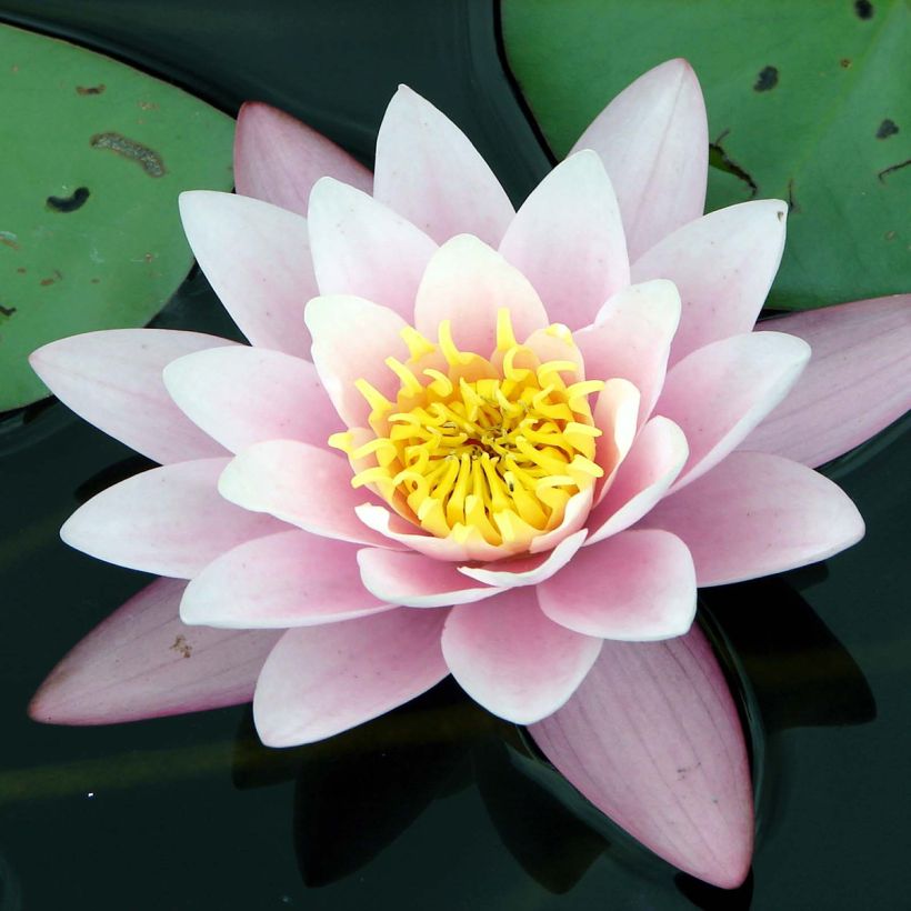 Nenúfar Berthold - Nymphaea (Floración)