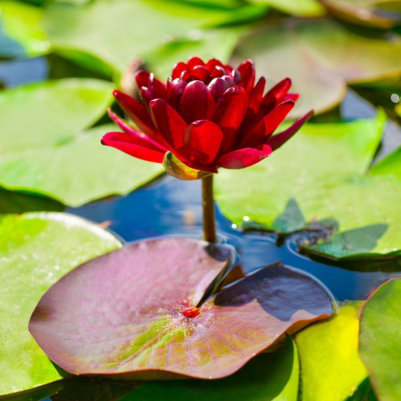 Nenúfar Black Princess - Nymphaea (Floración)