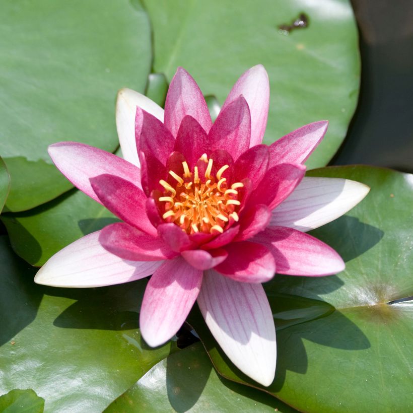 Nenúfar Burgundy Princess - Nymphaea (Floración)
