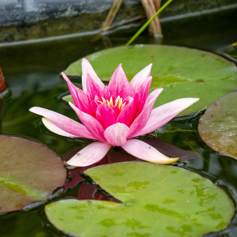 Nenúfar Charles de Meurville - Nymphaea (Floración)