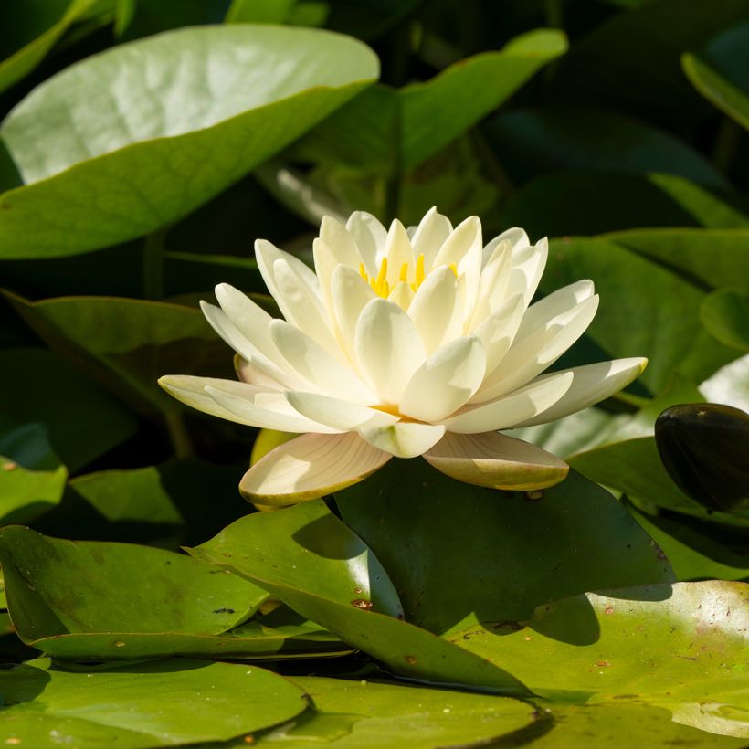 Nenúfar Denver - Nymphaea (Floración)