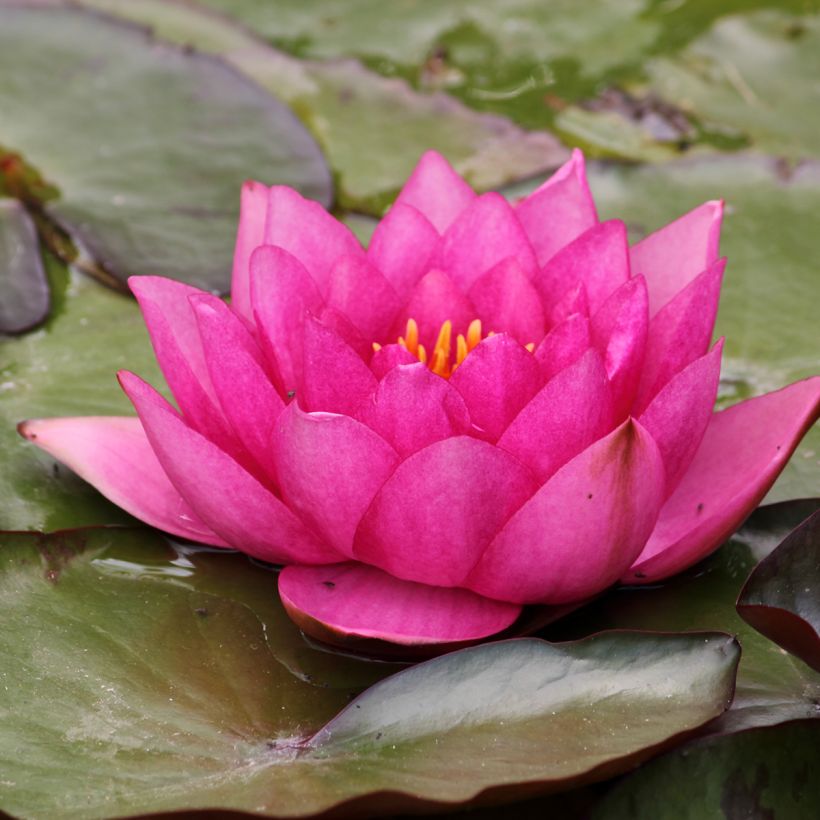 Nenúfar Eros - Nymphaea (Floración)
