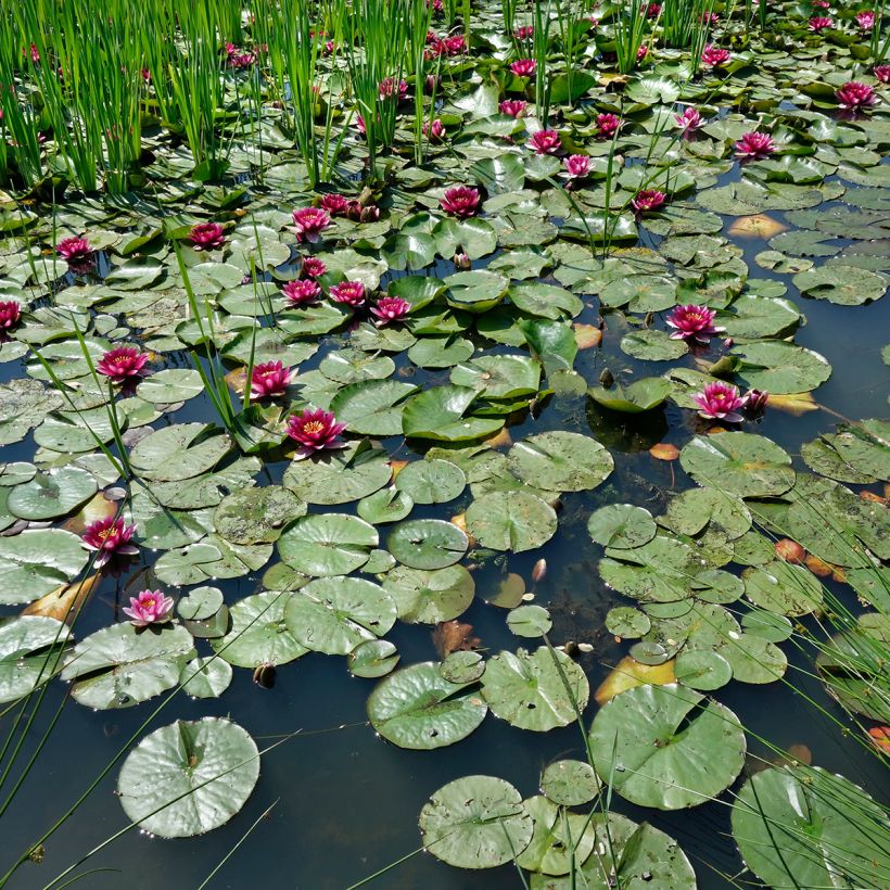 Nenúfar Eros - Nymphaea (Porte)