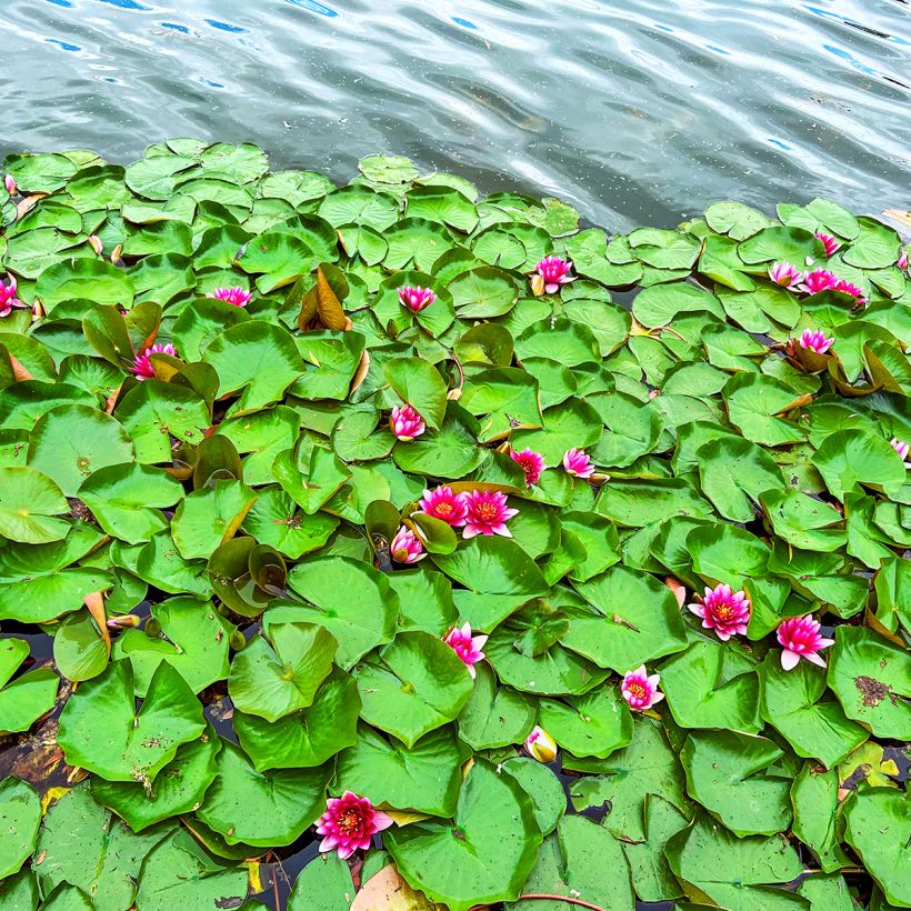 Nenúfar Escarboucle - Nymphaea (Porte)
