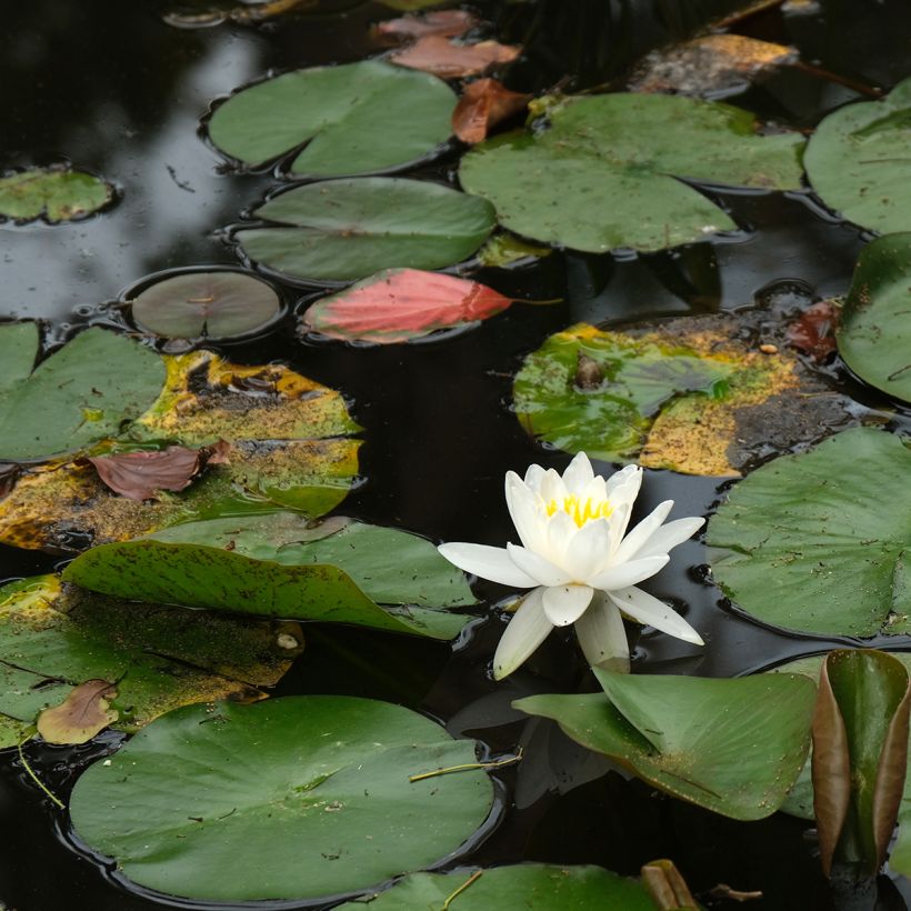 Nenúfar Evelyn Stetson - Nymphaea (Porte)