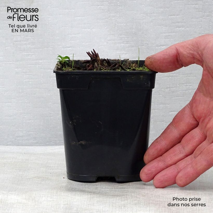 Nenúfar Fabiola - Nymphaea Maceta de 8/9 cm Ejemplar entregado en la primavera