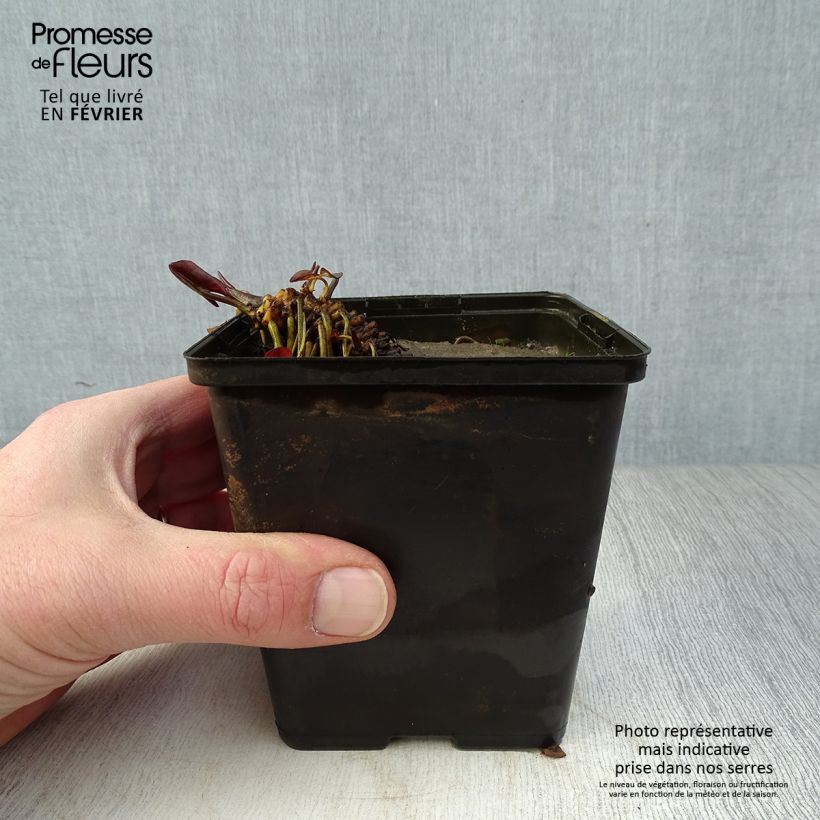 Nenúfar Fabiola - Nymphaea Maceta de 8/9 cm Ejemplar entregado en invierno