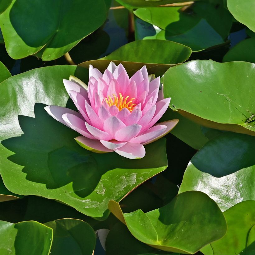 Nenúfar Hollandia - Nymphaea (Floración)