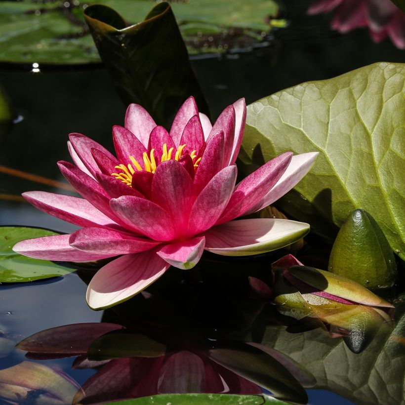 Nenúfar James Brydon - Nymphaea (Floración)