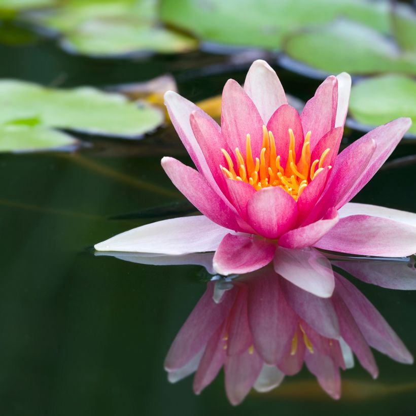 Nenúfar Jean de la Marsalle - Nymphaea (Floración)