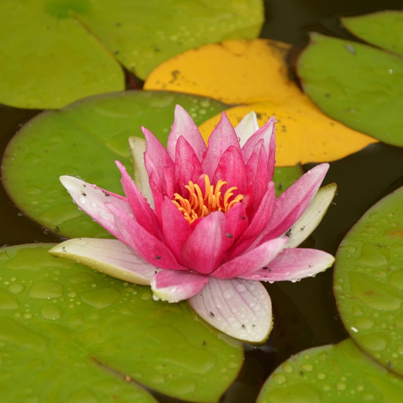 Nenúfar Jean de la Marsalle - Nymphaea (Porte)