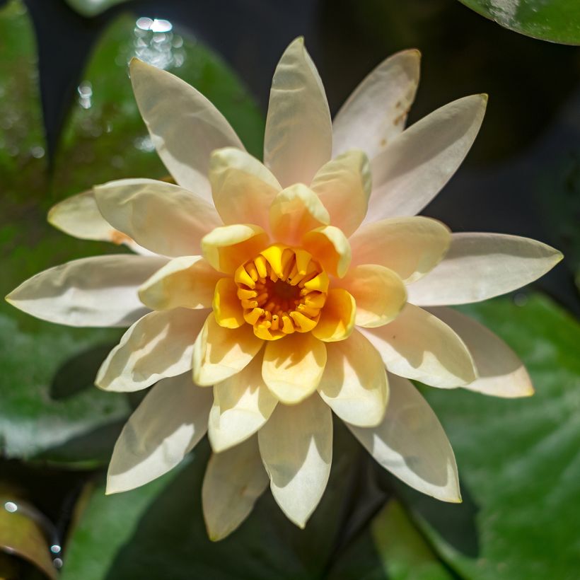 Nenúfar Lemon Chiffon - Nymphaea (Floración)