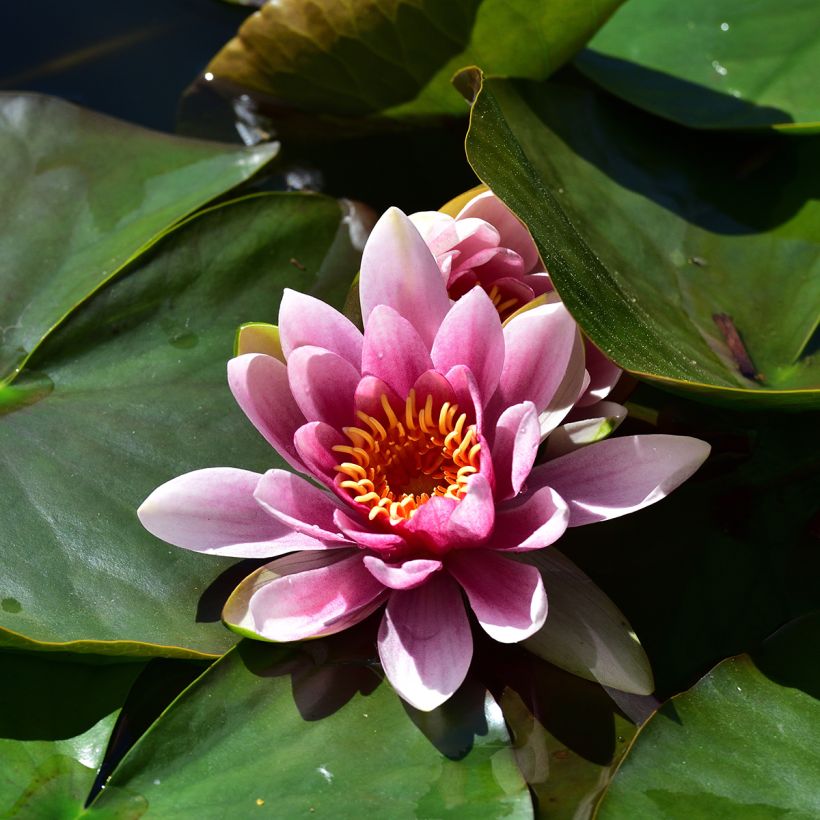 Nenúfar Madame Wilfron Gonnère - Nymphaea (Floración)