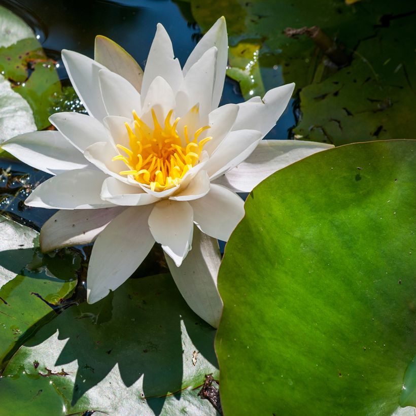 Nenúfar Marliacea Albida - Nymphaea (Floración)