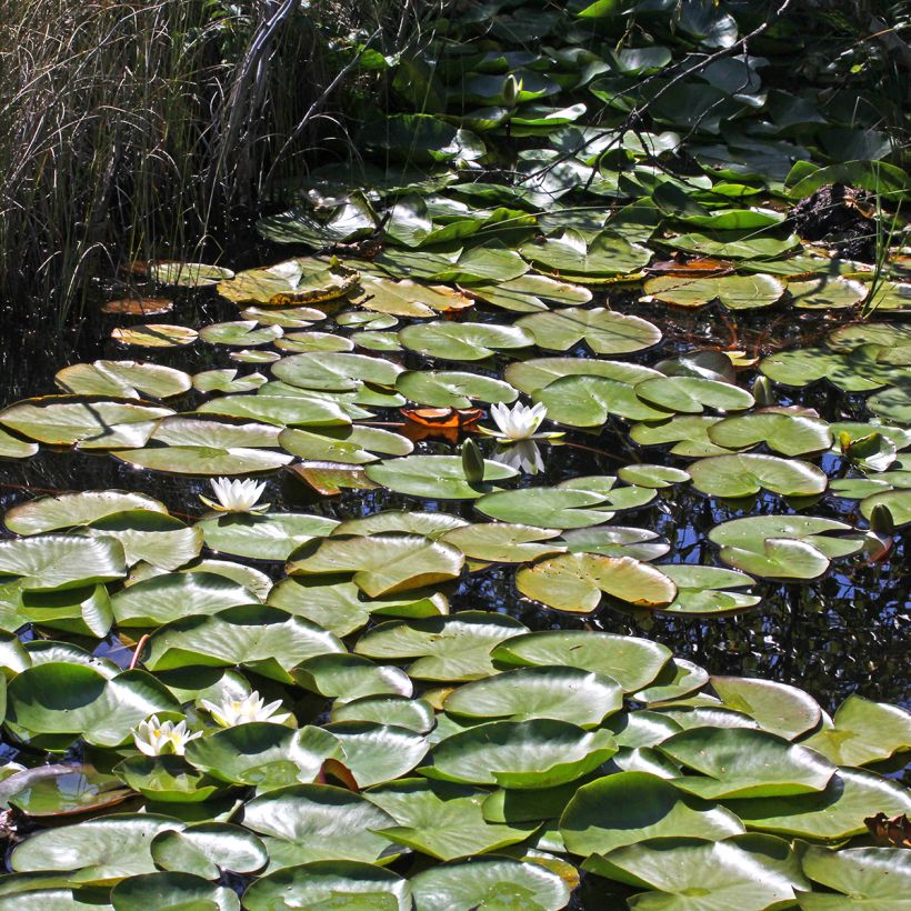 Nenúfar Marliacea Albida - Nymphaea (Porte)