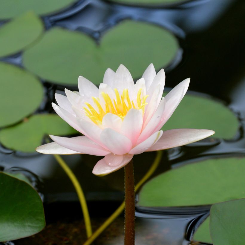 Nenúfar Marliacea Carnea - Nymphaea (Floración)