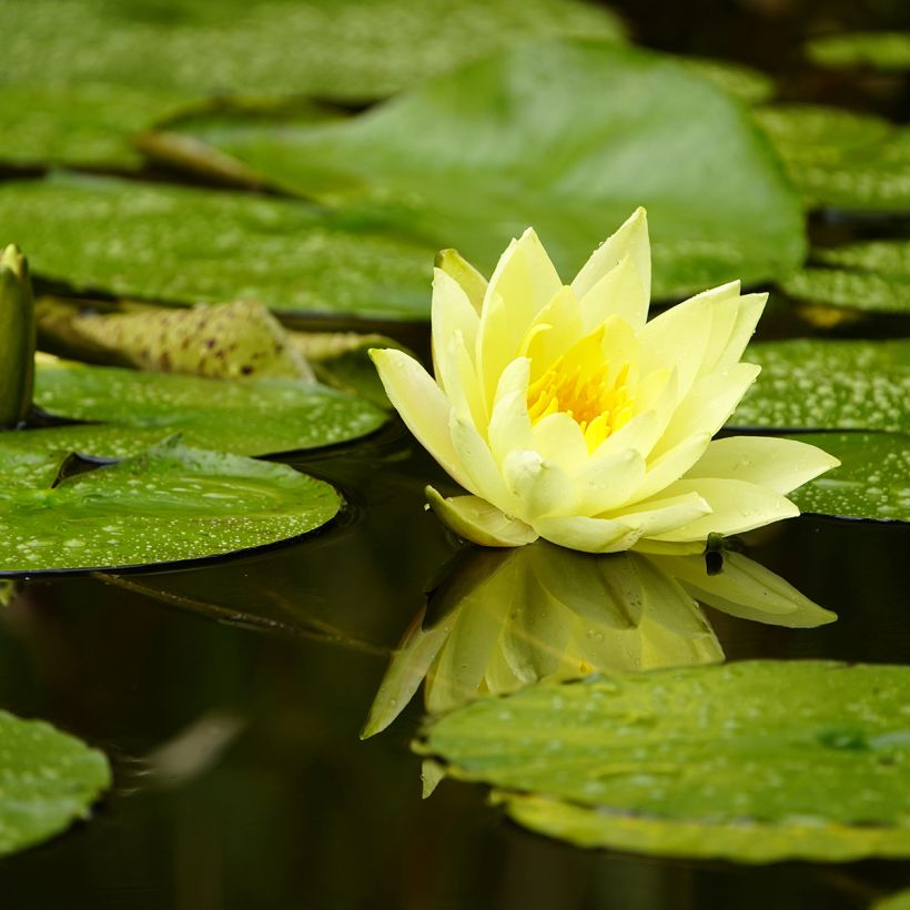 Nenúfar Marliacea Chromatella - Nymphaea (Floración)