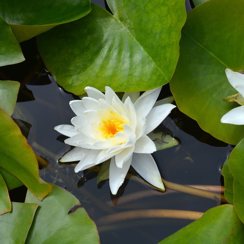 Nenúfar Perry's Double White - Nymphaea (Floración)