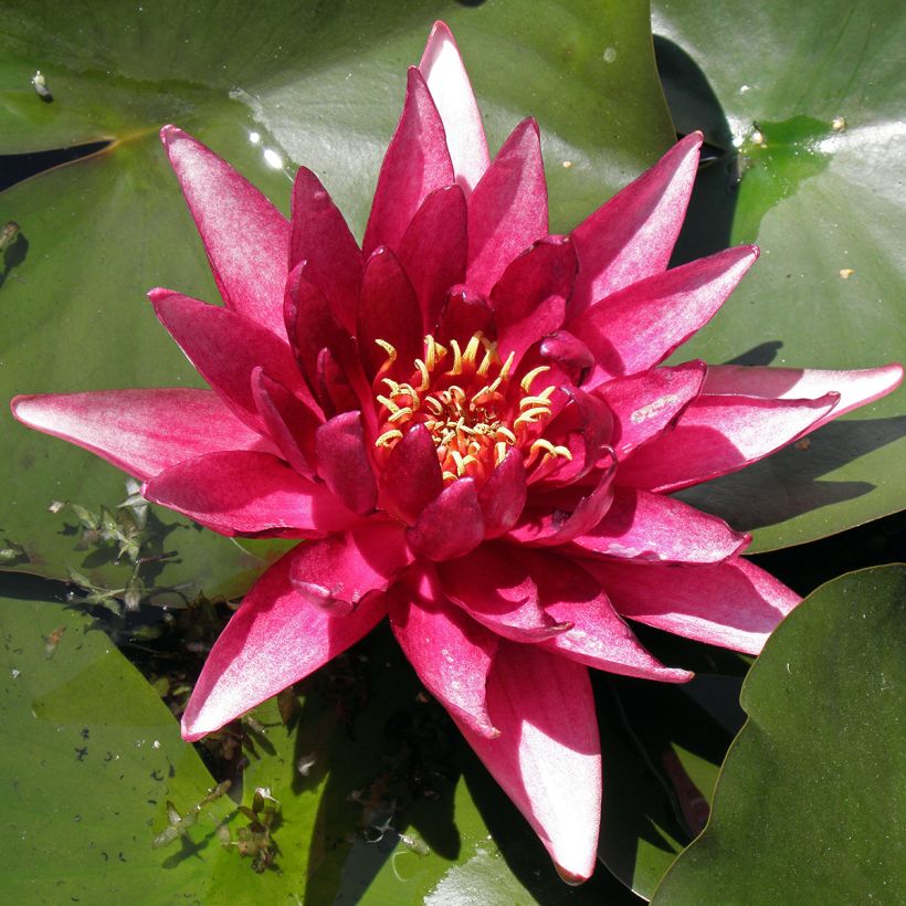 Nenúfar Perry's Red Glow - Nymphaea (Follaje)