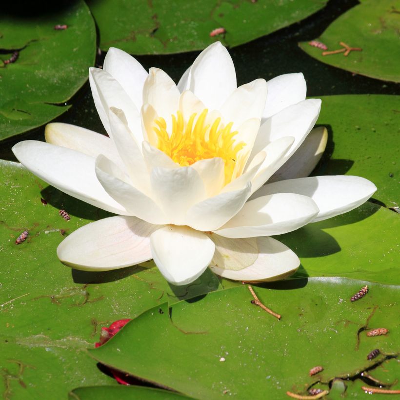 Nenúfar Pygmaea Alba - Nymphaea (Floración)