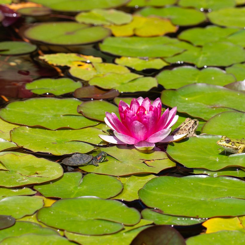 Nenúfar Pygmea Rubra - Nymphaea (Floración)