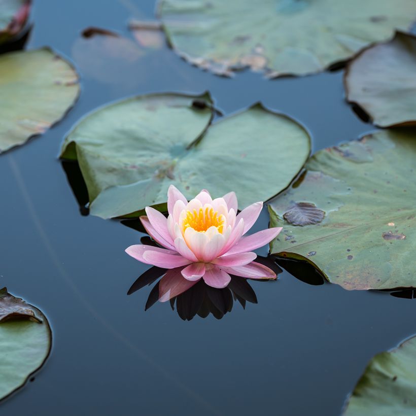 Nenúfar Ray Davies - Nymphaea (Floración)