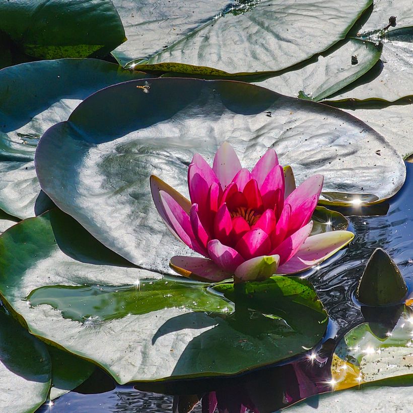 Nenúfar Escarboucle - Nymphaea (Floración)