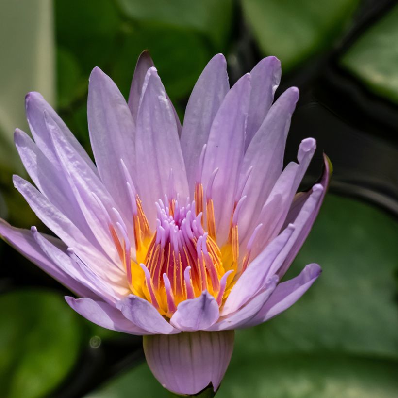Nenúfar colorata - Nymphaea (Floración)