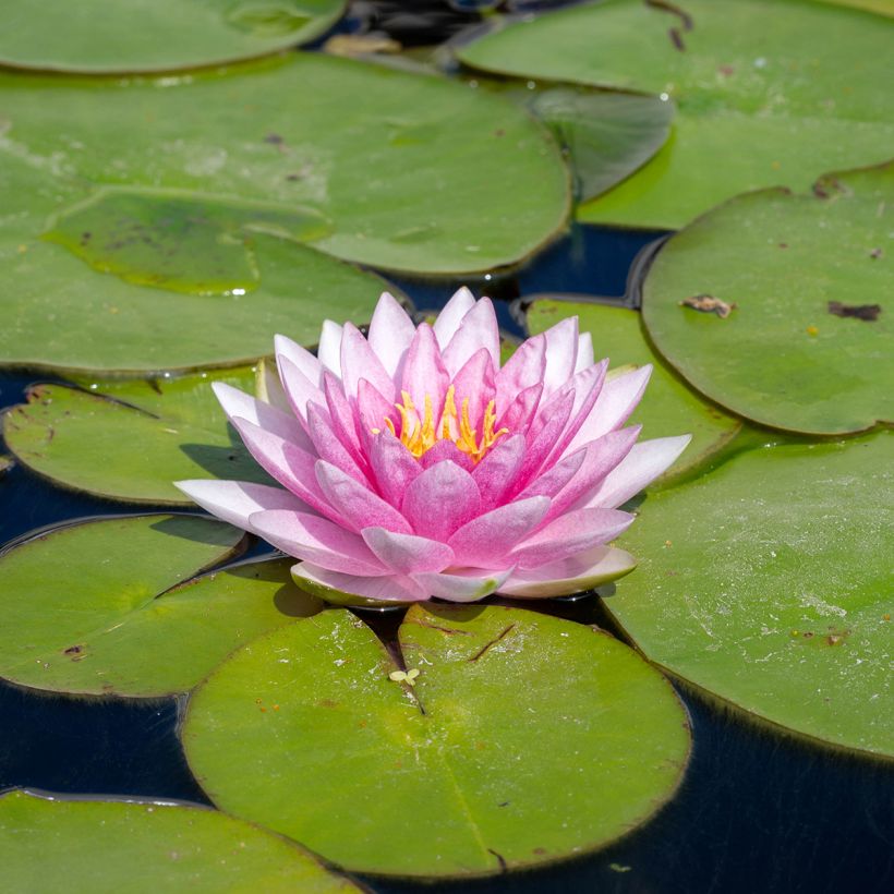 Nenúfar Odorata Suavissima - Nymphaea (Floración)