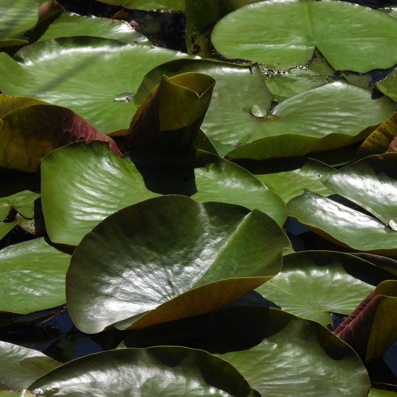 Nenúfar Odorata Sulphurea Grandiflora - Nymphaea (Follaje)