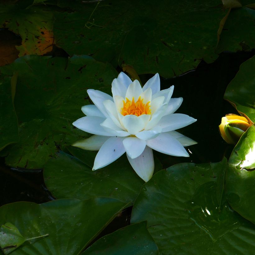 Nenúfar Odorata Alba - Nymphaea (Floración)