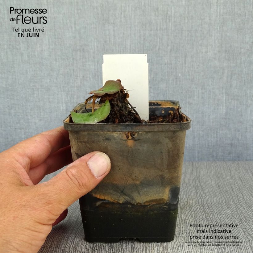 Ejemplar de Nenúfar tetragona - Nymphaea Maceta 1L/1,5L entregado en verano
