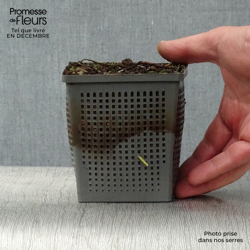 Nenúfar tetragona - Nymphaea Maceta 1L/1,5L Ejemplar entregado en invierno