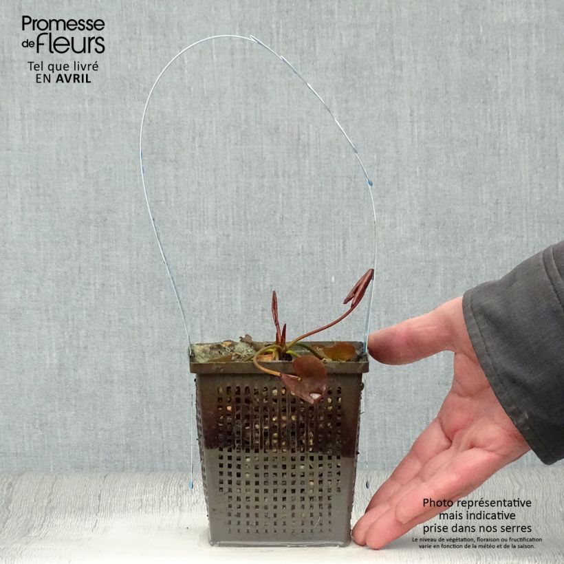 Nenúfar tetragona - Nymphaea Maceta 1L/1,5L Ejemplar entregado en la primavera
