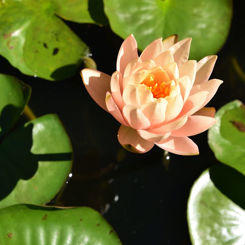 Nenúfar Clyde Ikins - Nymphaea (Floración)