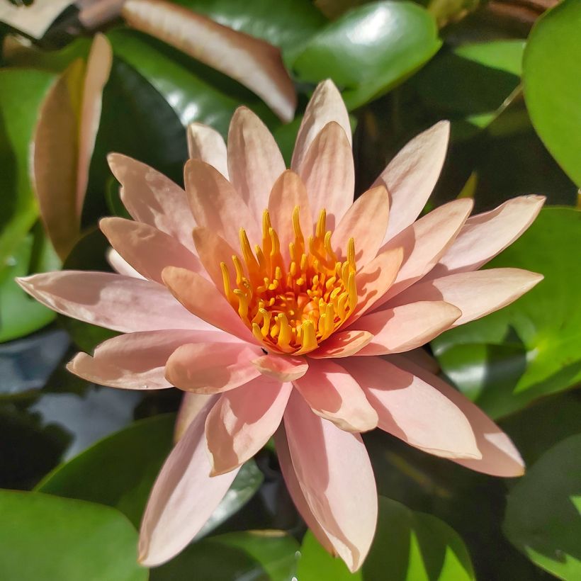 Nenúfar Colorado - Nymphaea (Floración)