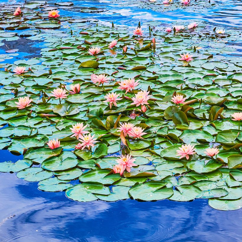 Nenúfar Colorado - Nymphaea (Porte)