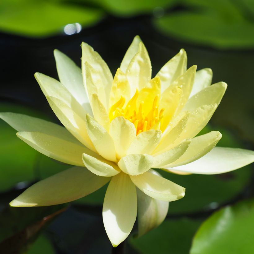 Nenúfar Lemon Mist - Nymphaea (Floración)