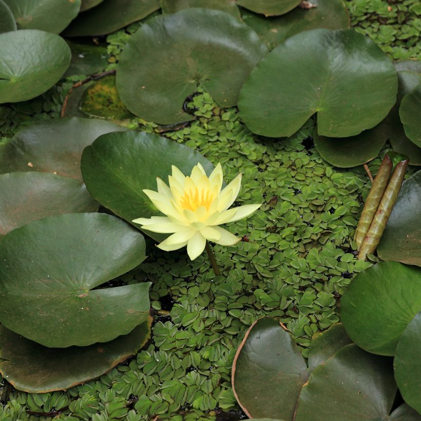 Nenúfar Pygmea Helvola - Nymphaea (Floración)