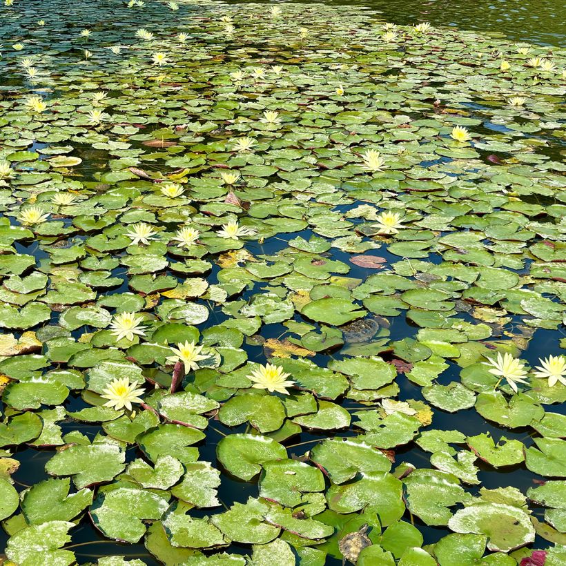 Nenúfar Pygmea Helvola - Nymphaea (Porte)