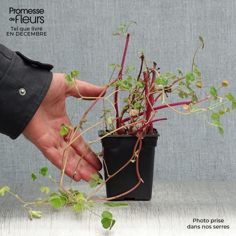 Oca - Oxalis tuberosa Maceta de 8/9 cm Ejemplar entregado en invierno