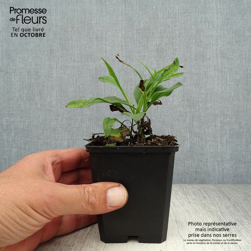 Ejemplar de Aster amellus Dr Otto Petschek Maceta de 8/9 cm entregado en otoño