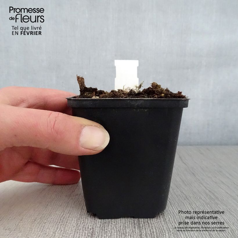 Aster amellus Dr Otto Petschek Maceta de 8/9 cm Ejemplar entregado en invierno