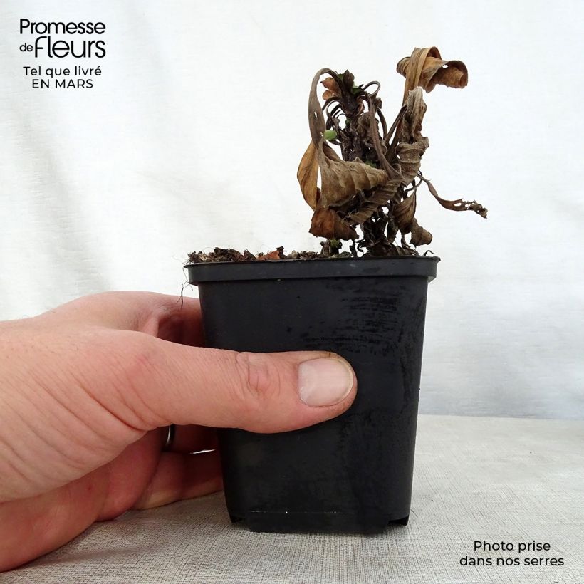 Aster amellus Grunder Maceta de 8/9 cm Ejemplar entregado en la primavera