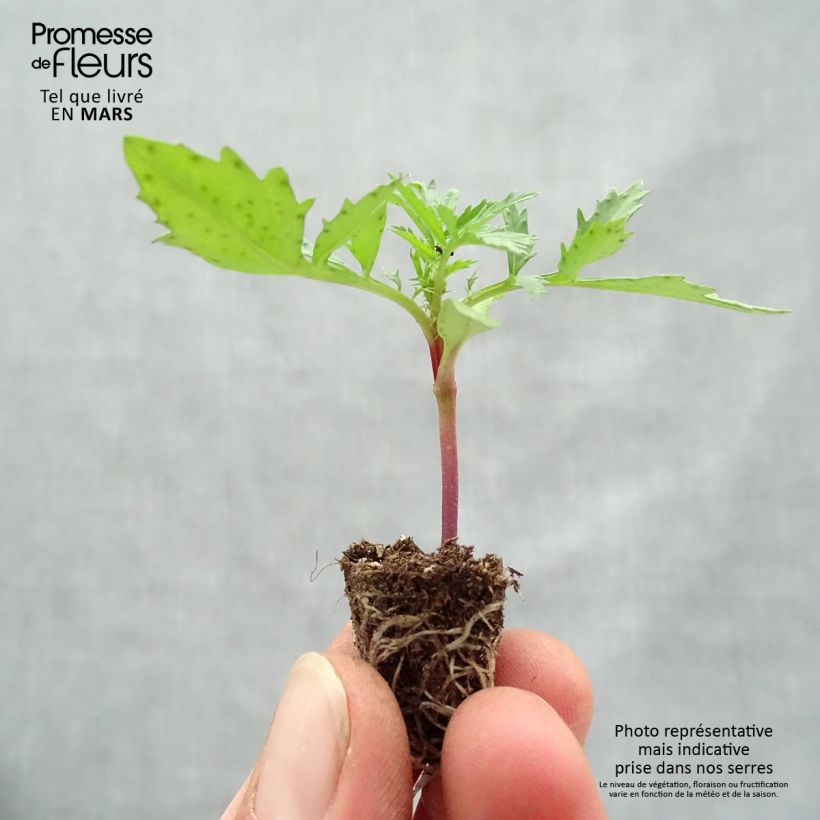 Tagetes Fireball minicepellón: Ø 1,5/2,5 cm Ejemplar entregado en la primavera