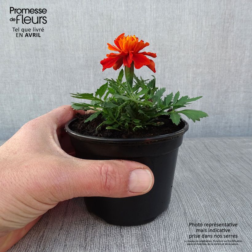 Tagetes Fireball Maceta de 8/9 cm Ejemplar entregado en la primavera
