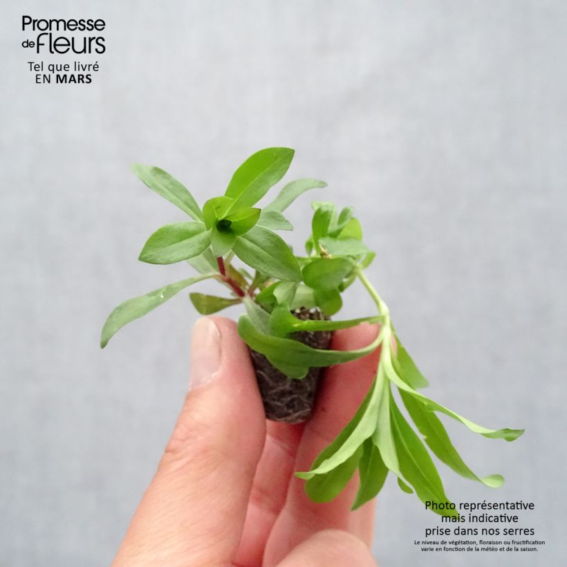 Clavel del poeta Gigas Mix - Dianthus barbatus minicepellón: Ø 3/4 cm Ejemplar entregado en la primavera